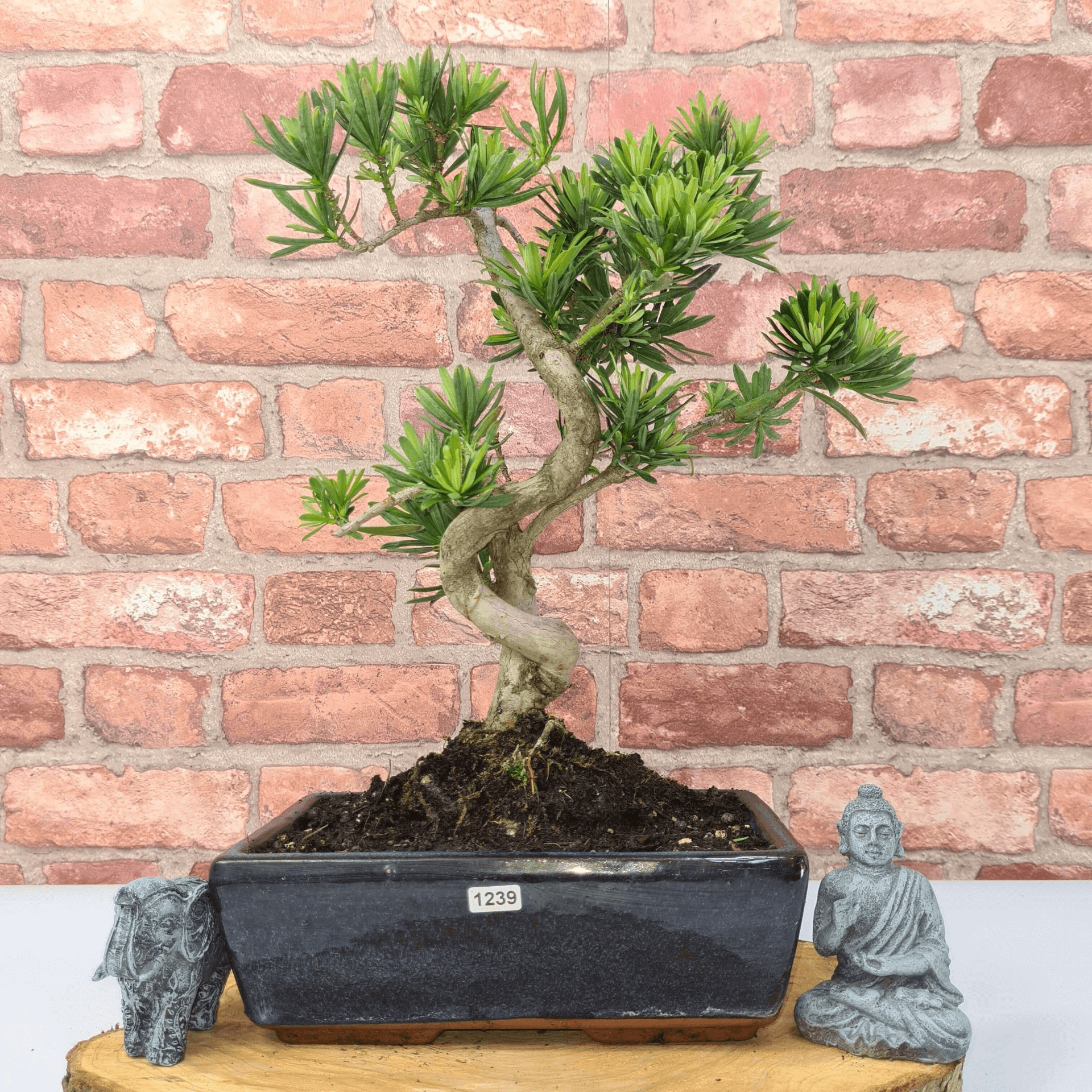 Serene Buddhist Pine Bonsai Tree - 25cm Glazed Pot, Elevate your décor with the serene beauty of a Buddhist Pine Bonsai Tree in a 25cm glazed pot. Ideal for home and office settings. Beginners and enthusiasts.