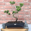 Serene Buddhist Pine Bonsai Tree - 25cm Glazed Pot, Elevate your décor with the serene beauty of a Buddhist Pine Bonsai Tree in a 25cm glazed pot. Ideal for home and office settings. Beginners and enthusiasts.