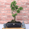 Serene Buddhist Pine Bonsai Tree - 25cm Glazed Pot, Elevate your décor with the serene beauty of a Buddhist Pine Bonsai Tree in a 25cm glazed pot. Ideal for home and office settings. Beginners and enthusiasts.