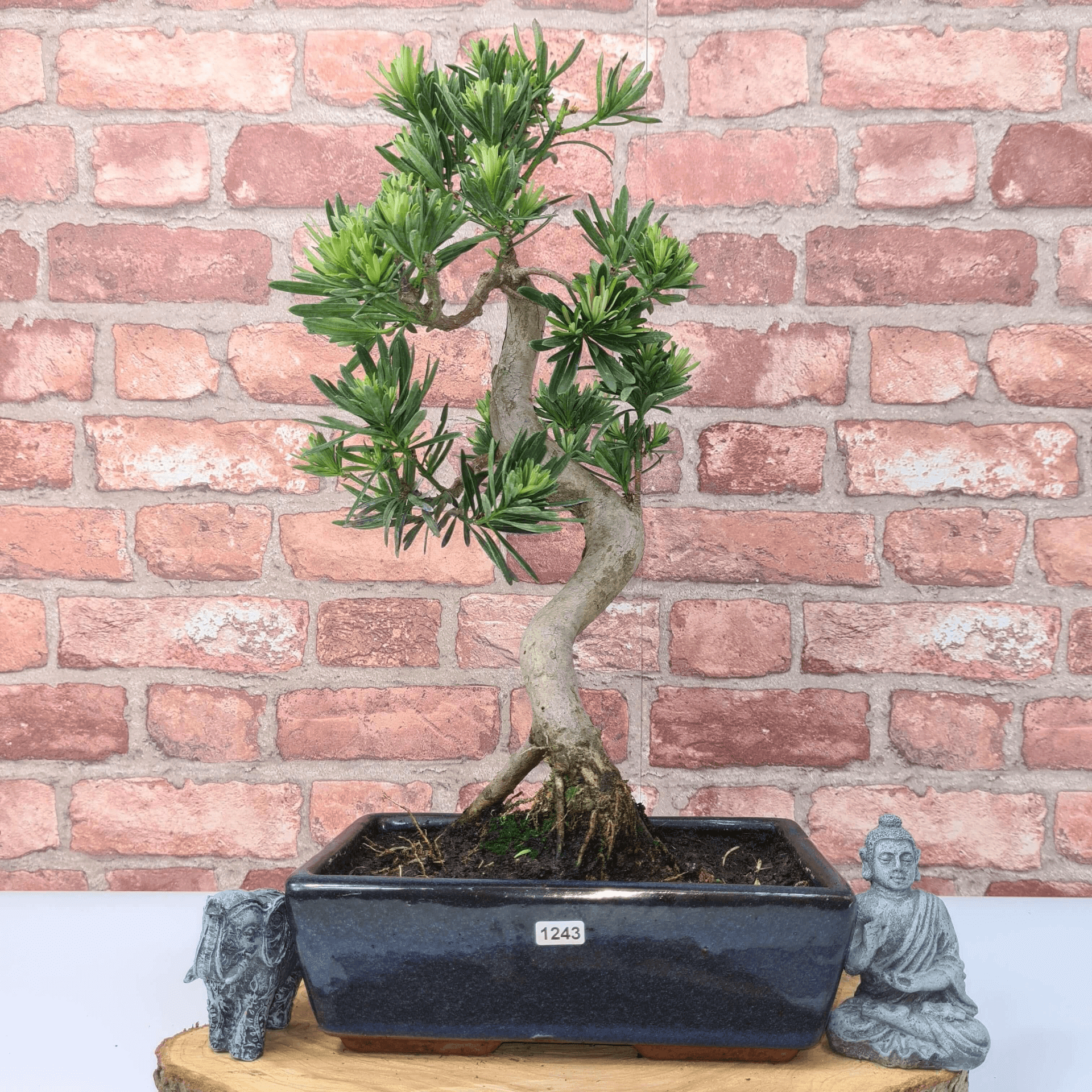 Serene Buddhist Pine Bonsai Tree - 25cm Glazed Pot, Elevate your décor with the serene beauty of a Buddhist Pine Bonsai Tree in a 25cm glazed pot. Ideal for home and office settings. Beginners and enthusiasts.