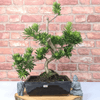 Serene Buddhist Pine Bonsai Tree - 25cm Glazed Pot, Elevate your décor with the serene beauty of a Buddhist Pine Bonsai Tree in a 25cm glazed pot. Ideal for home and office settings. Beginners and enthusiasts.