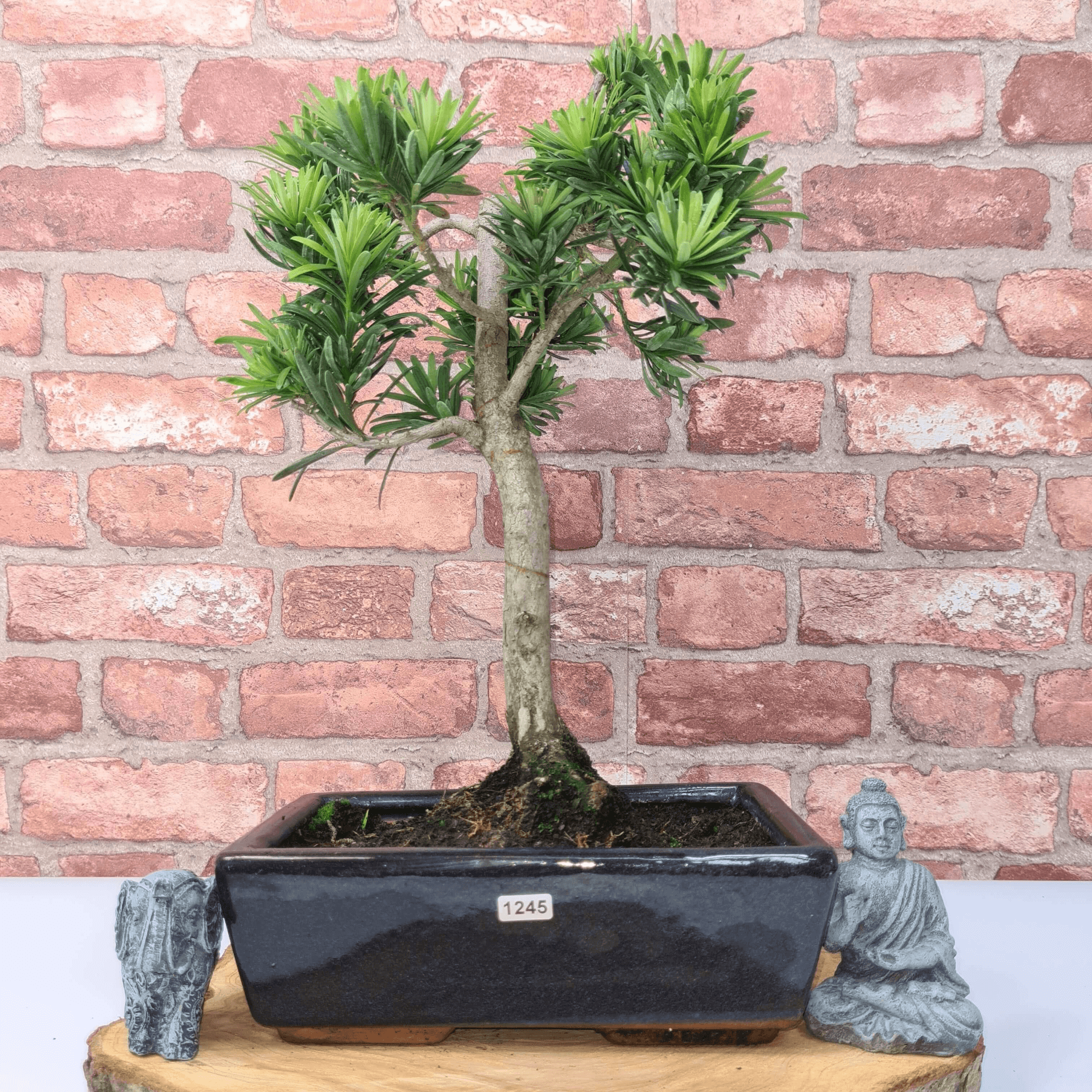 Serene Buddhist Pine Bonsai Tree - 25cm Glazed Pot, Elevate your décor with the serene beauty of a Buddhist Pine Bonsai Tree in a 25cm glazed pot. Ideal for home and office settings. Beginners and enthusiasts.