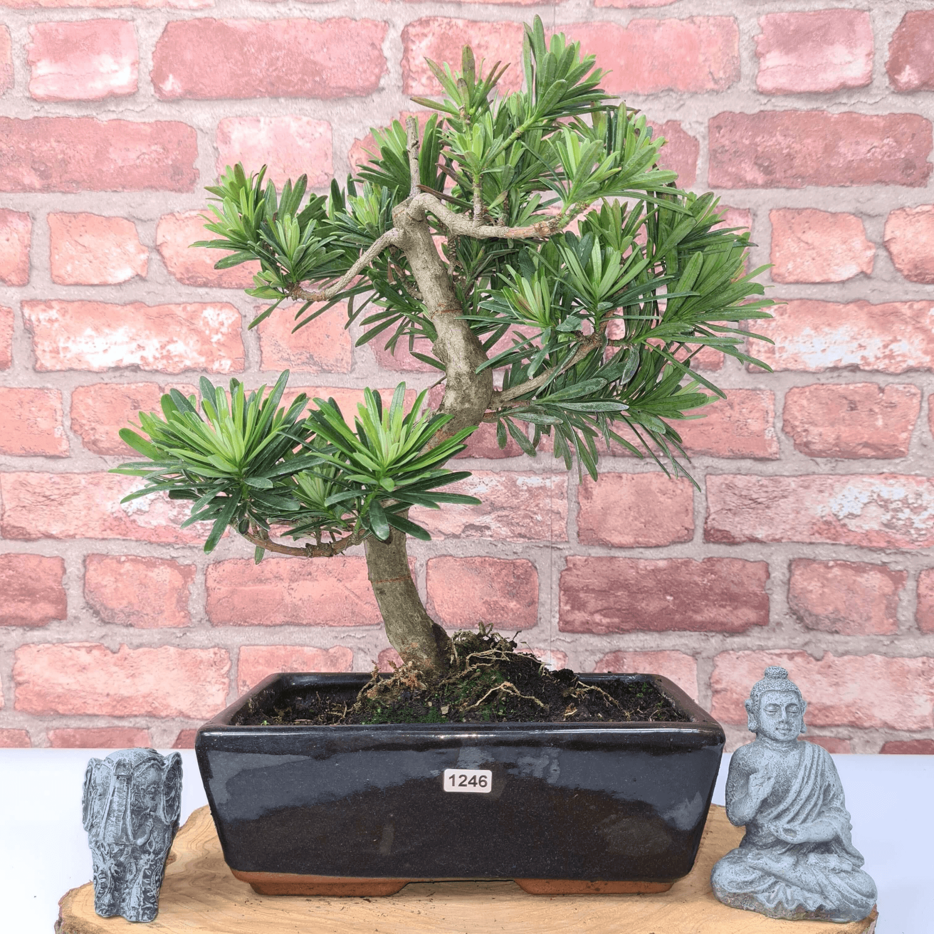 Serene Buddhist Pine Bonsai Tree - 25cm Glazed Pot, Elevate your décor with the serene beauty of a Buddhist Pine Bonsai Tree in a 25cm glazed pot. Ideal for home and office settings. Beginners and enthusiasts.