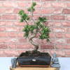 Serene Buddhist Pine Bonsai Tree - 25cm Glazed Pot, Elevate your décor with the serene beauty of a Buddhist Pine Bonsai Tree in a 25cm glazed pot. Ideal for home and office settings. Beginners and enthusiasts.