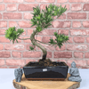 Serene Buddhist Pine Bonsai Tree - 25cm Glazed Pot, Elevate your décor with the serene beauty of a Buddhist Pine Bonsai Tree in a 25cm glazed pot. Ideal for home and office settings. Beginners and enthusiasts.