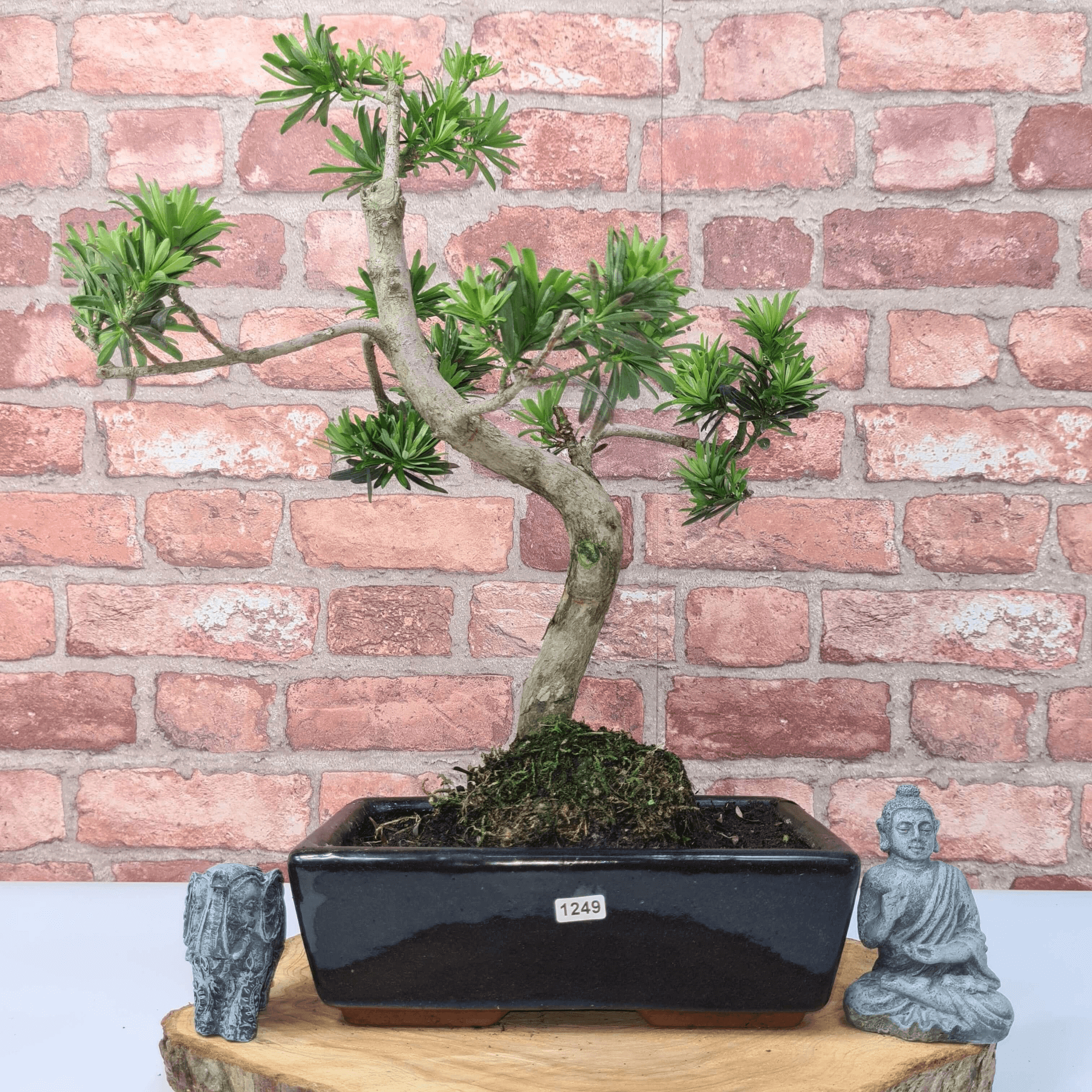 Serene Buddhist Pine Bonsai Tree - 25cm Glazed Pot, Elevate your décor with the serene beauty of a Buddhist Pine Bonsai Tree in a 25cm glazed pot. Ideal for home and office settings. Beginners and enthusiasts.