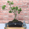 Serene Buddhist Pine Bonsai Tree - 25cm Glazed Pot, Elevate your décor with the serene beauty of a Buddhist Pine Bonsai Tree in a 25cm glazed pot. Ideal for home and office settings. Beginners and enthusiasts.