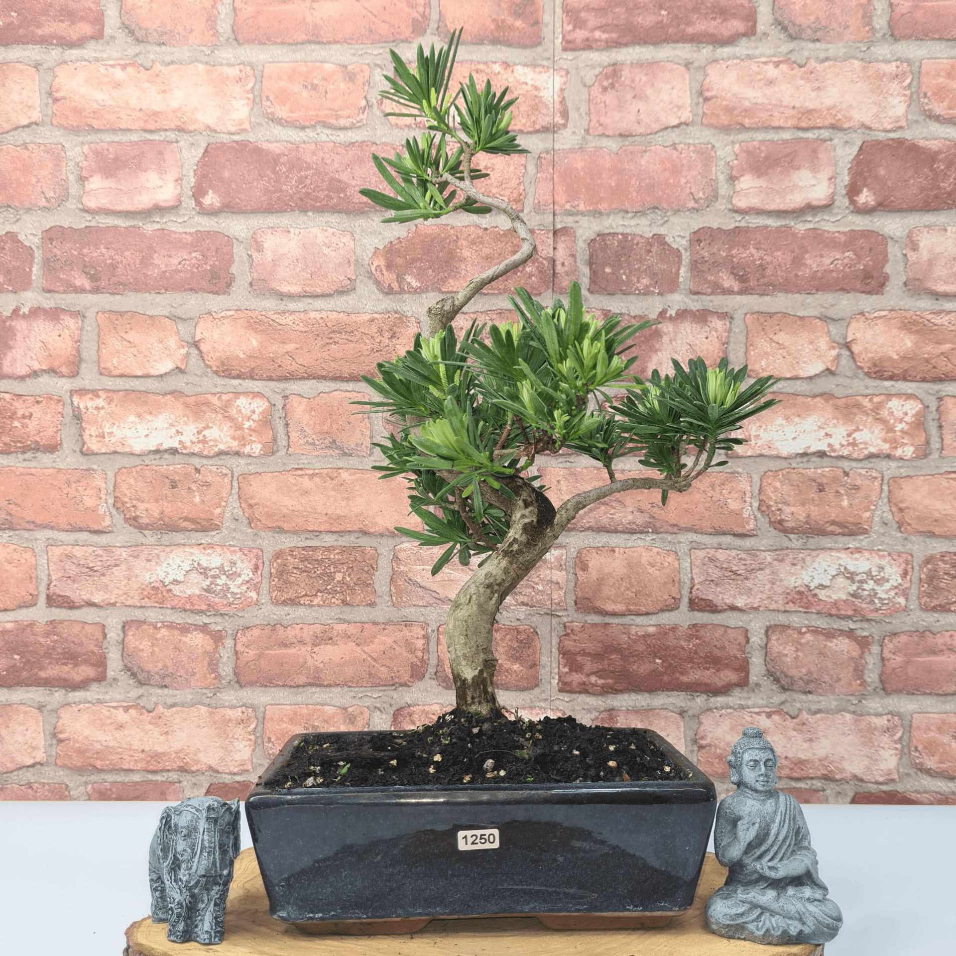 Serene Buddhist Pine Bonsai Tree - 25cm Glazed Pot, Elevate your décor with the serene beauty of a Buddhist Pine Bonsai Tree in a 25cm glazed pot. Ideal for home and office settings. Beginners and enthusiasts.