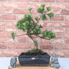 Serene Buddhist Pine Bonsai Tree - 25cm Glazed Pot, Elevate your décor with the serene beauty of a Buddhist Pine Bonsai Tree in a 25cm glazed pot. Ideal for home and office settings. Beginners and enthusiasts.