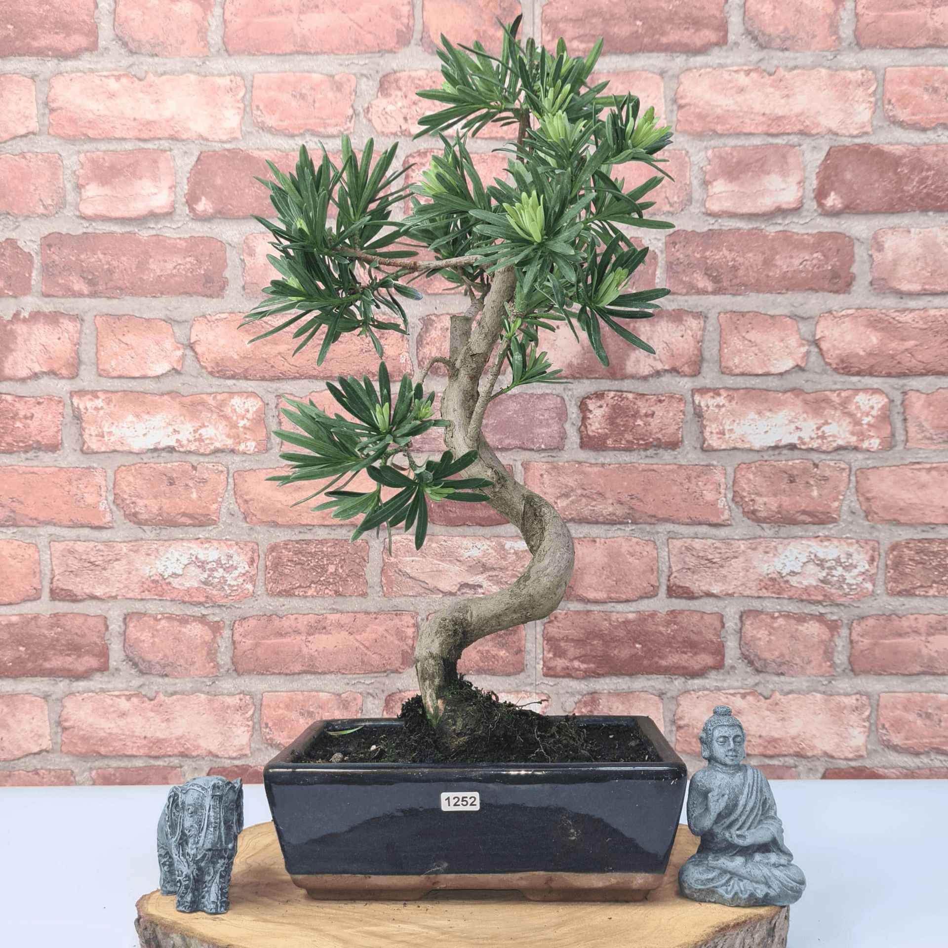 Serene Buddhist Pine Bonsai Tree - 25cm Glazed Pot, Elevate your décor with the serene beauty of a Buddhist Pine Bonsai Tree in a 25cm glazed pot. Ideal for home and office settings. Beginners and enthusiasts.