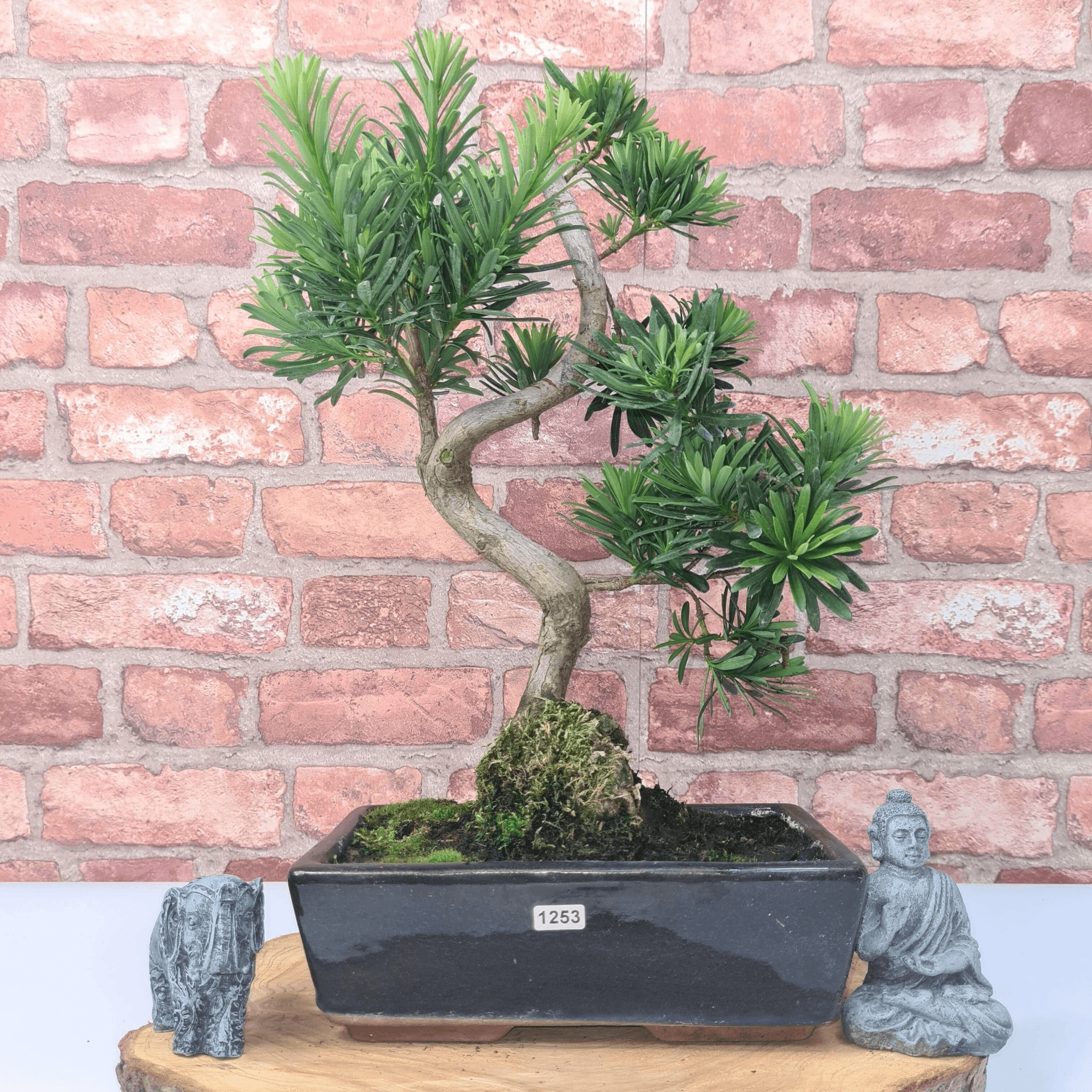 Serene Buddhist Pine Bonsai Tree - 25cm Glazed Pot, Elevate your décor with the serene beauty of a Buddhist Pine Bonsai Tree in a 25cm glazed pot. Ideal for home and office settings. Beginners and enthusiasts.