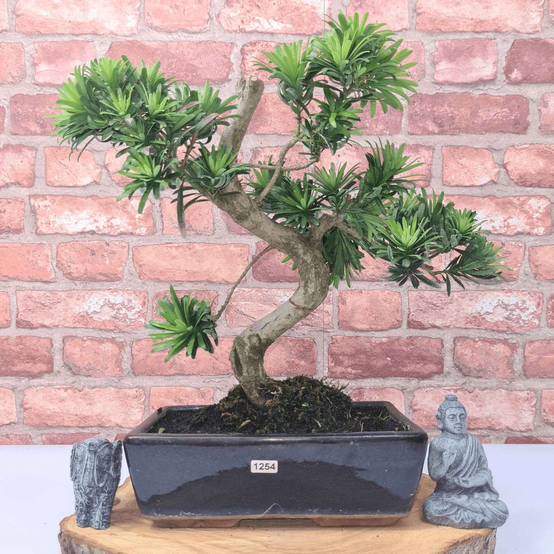 Serene Buddhist Pine Bonsai Tree - 25cm Glazed Pot, Elevate your décor with the serene beauty of a Buddhist Pine Bonsai Tree in a 25cm glazed pot. Ideal for home and office settings. Beginners and enthusiasts.