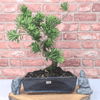 Serene Buddhist Pine Bonsai Tree - 25cm Glazed Pot, Elevate your décor with the serene beauty of a Buddhist Pine Bonsai Tree in a 25cm glazed pot. Ideal for home and office settings. Beginners and enthusiasts.