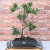 Serene Buddhist Pine Bonsai Tree - 25cm Glazed Pot, Elevate your décor with the serene beauty of a Buddhist Pine Bonsai Tree in a 25cm glazed pot. Ideal for home and office settings. Beginners and enthusiasts.