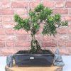 Serene Buddhist Pine Bonsai Tree - 25cm Glazed Pot, Elevate your décor with the serene beauty of a Buddhist Pine Bonsai Tree in a 25cm glazed pot. Ideal for home and office settings. Beginners and enthusiasts.