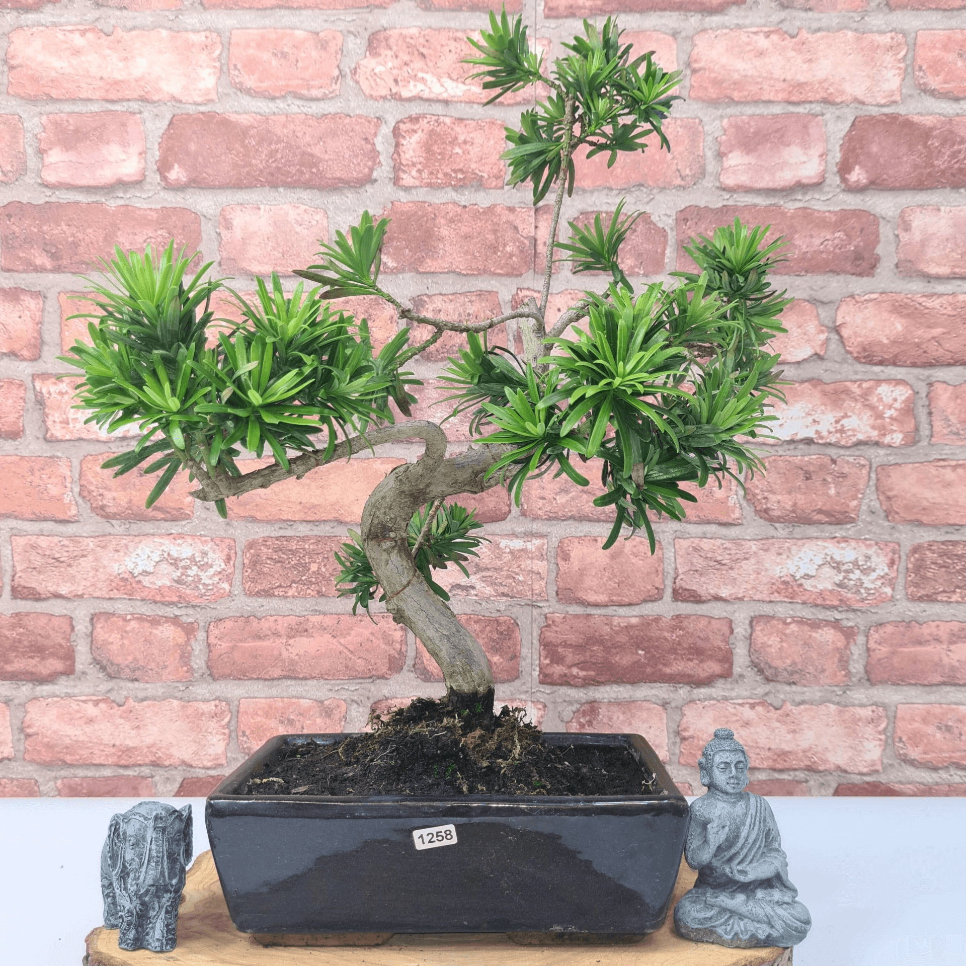 Serene Buddhist Pine Bonsai Tree - 25cm Glazed Pot, Elevate your décor with the serene beauty of a Buddhist Pine Bonsai Tree in a 25cm glazed pot. Ideal for home and office settings. Beginners and enthusiasts.