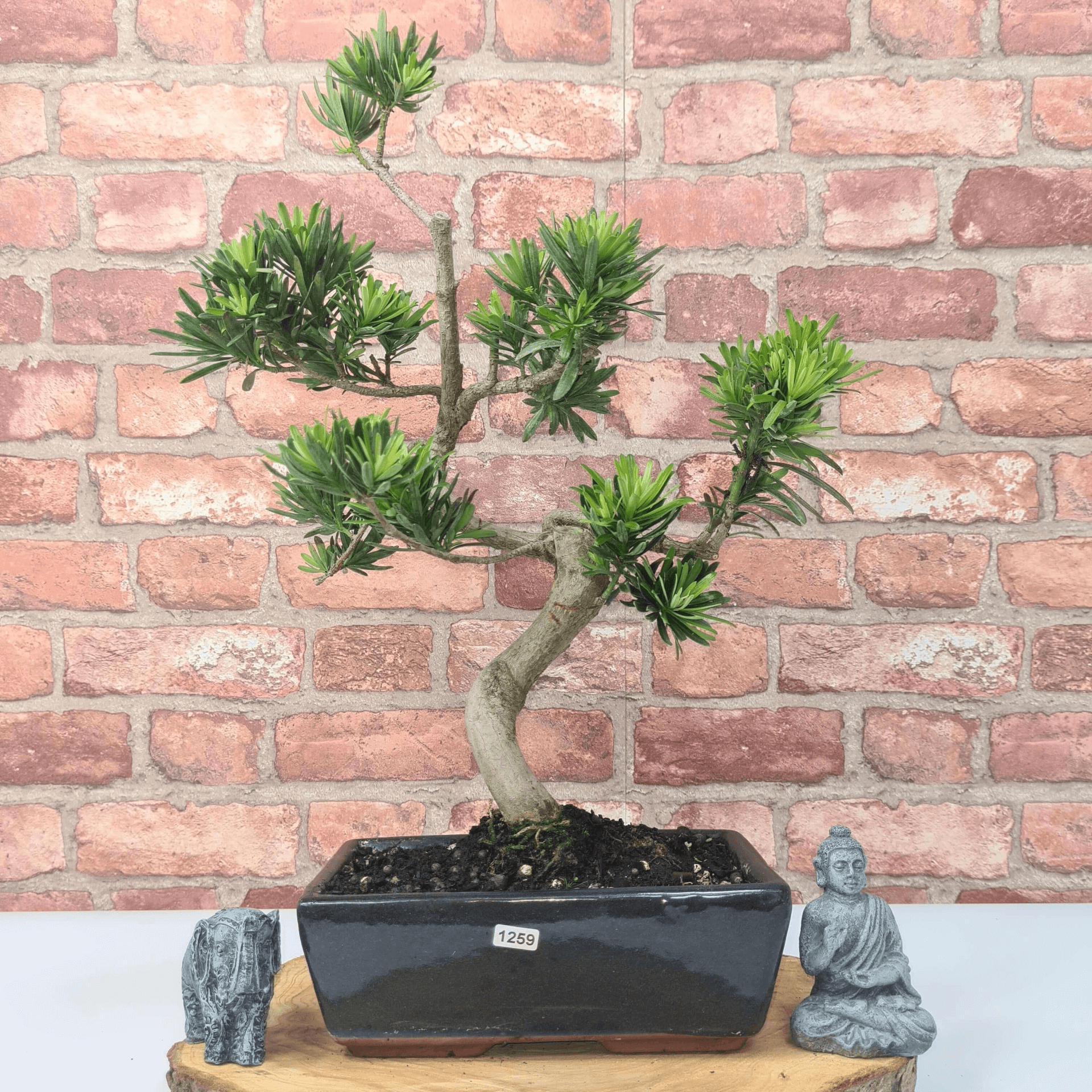 Serene Buddhist Pine Bonsai Tree - 25cm Glazed Pot, Elevate your décor with the serene beauty of a Buddhist Pine Bonsai Tree in a 25cm glazed pot. Ideal for home and office settings. Beginners and enthusiasts.