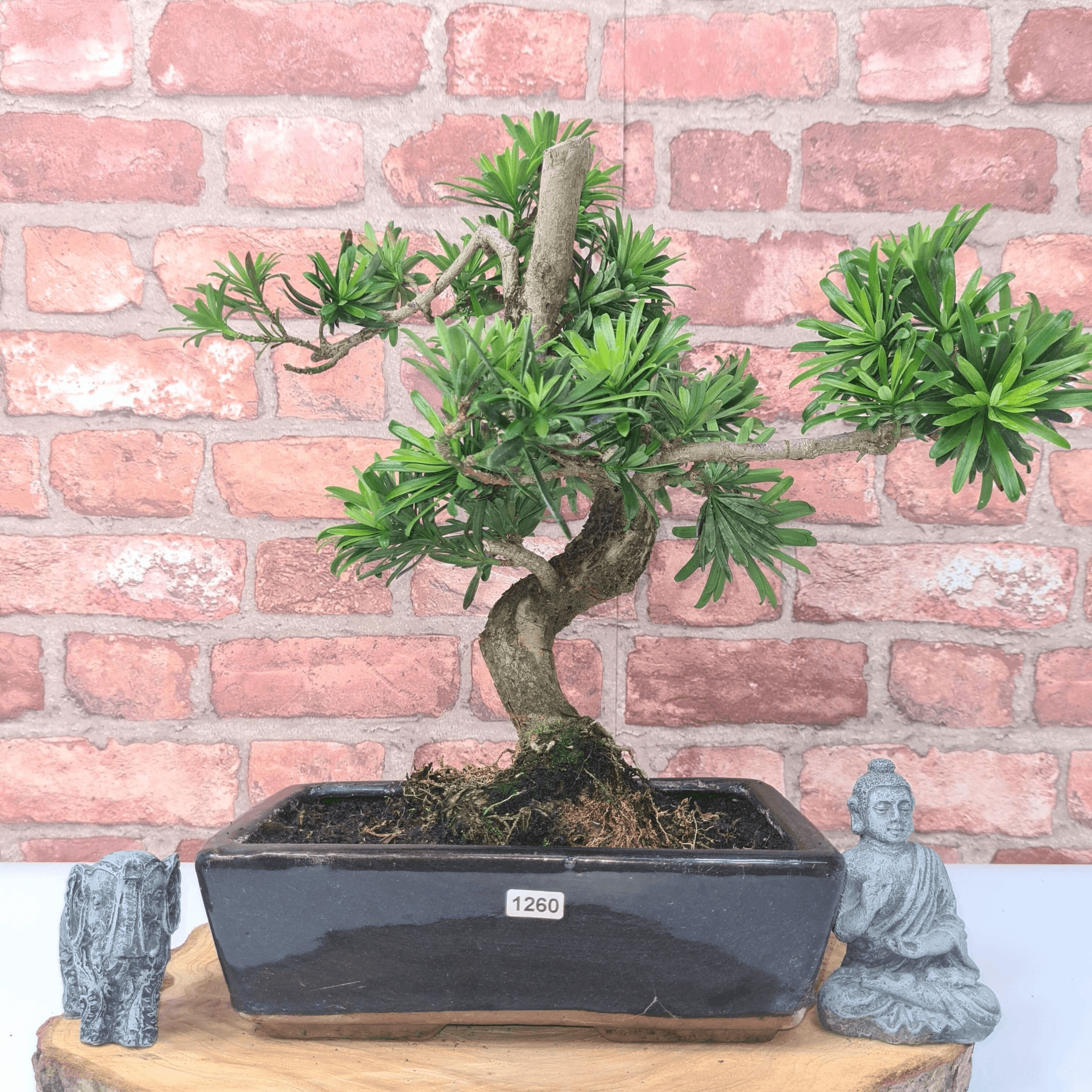 Serene Buddhist Pine Bonsai Tree - 25cm Glazed Pot, Elevate your décor with the serene beauty of a Buddhist Pine Bonsai Tree in a 25cm glazed pot. Ideal for home and office settings. Beginners and enthusiasts.