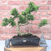 Serene Buddhist Pine Bonsai Tree - 25cm Glazed Pot, Elevate your décor with the serene beauty of a Buddhist Pine Bonsai Tree in a 25cm glazed pot. Ideal for home and office settings. Beginners and enthusiasts.