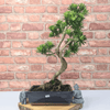 Serene Buddhist Pine Bonsai Tree - 25cm Glazed Pot, Elevate your décor with the serene beauty of a Buddhist Pine Bonsai Tree in a 25cm glazed pot. Ideal for home and office settings. Beginners and enthusiasts.