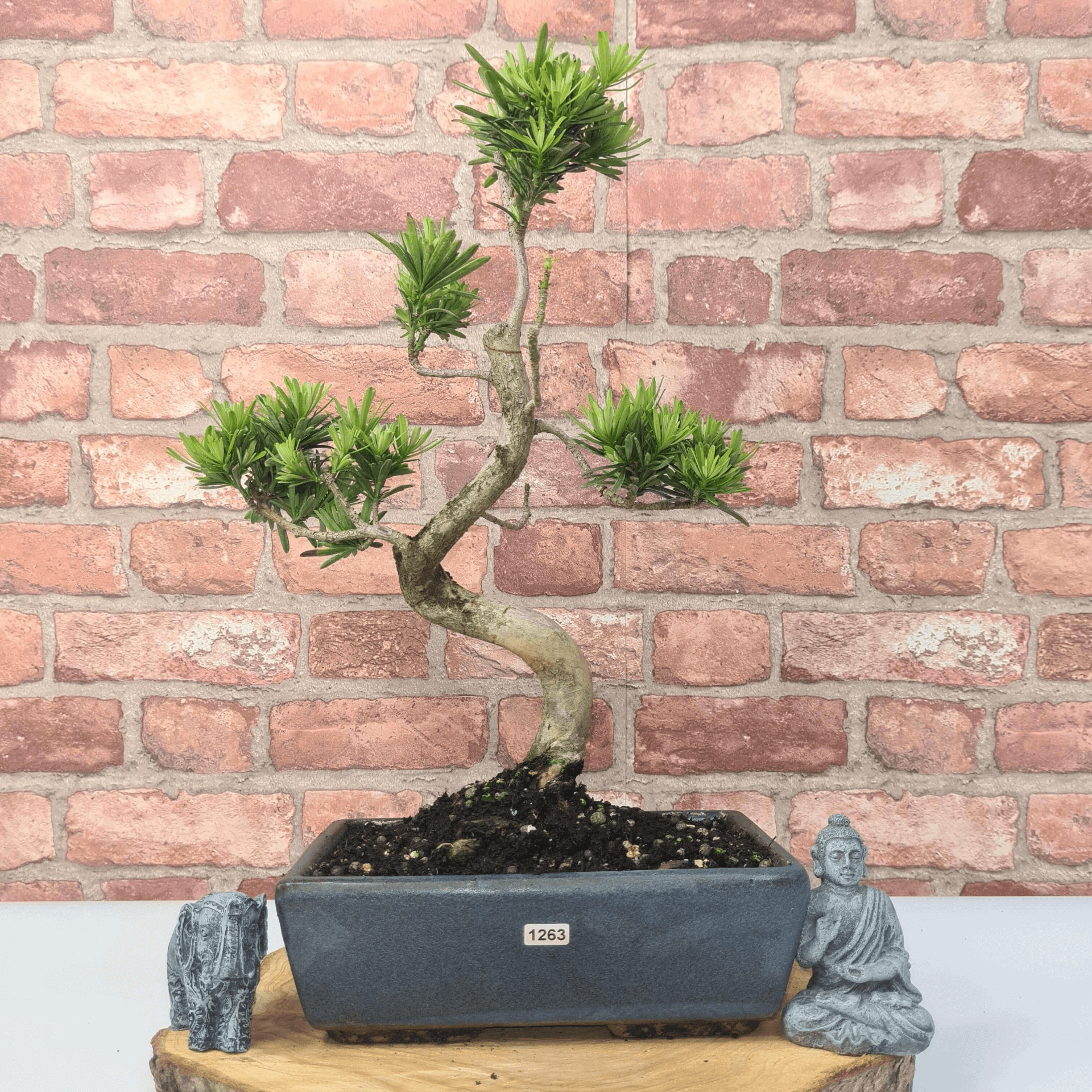 Serene Buddhist Pine Bonsai Tree - 25cm Glazed Pot, Elevate your décor with the serene beauty of a Buddhist Pine Bonsai Tree in a 25cm glazed pot. Ideal for home and office settings. Beginners and enthusiasts.