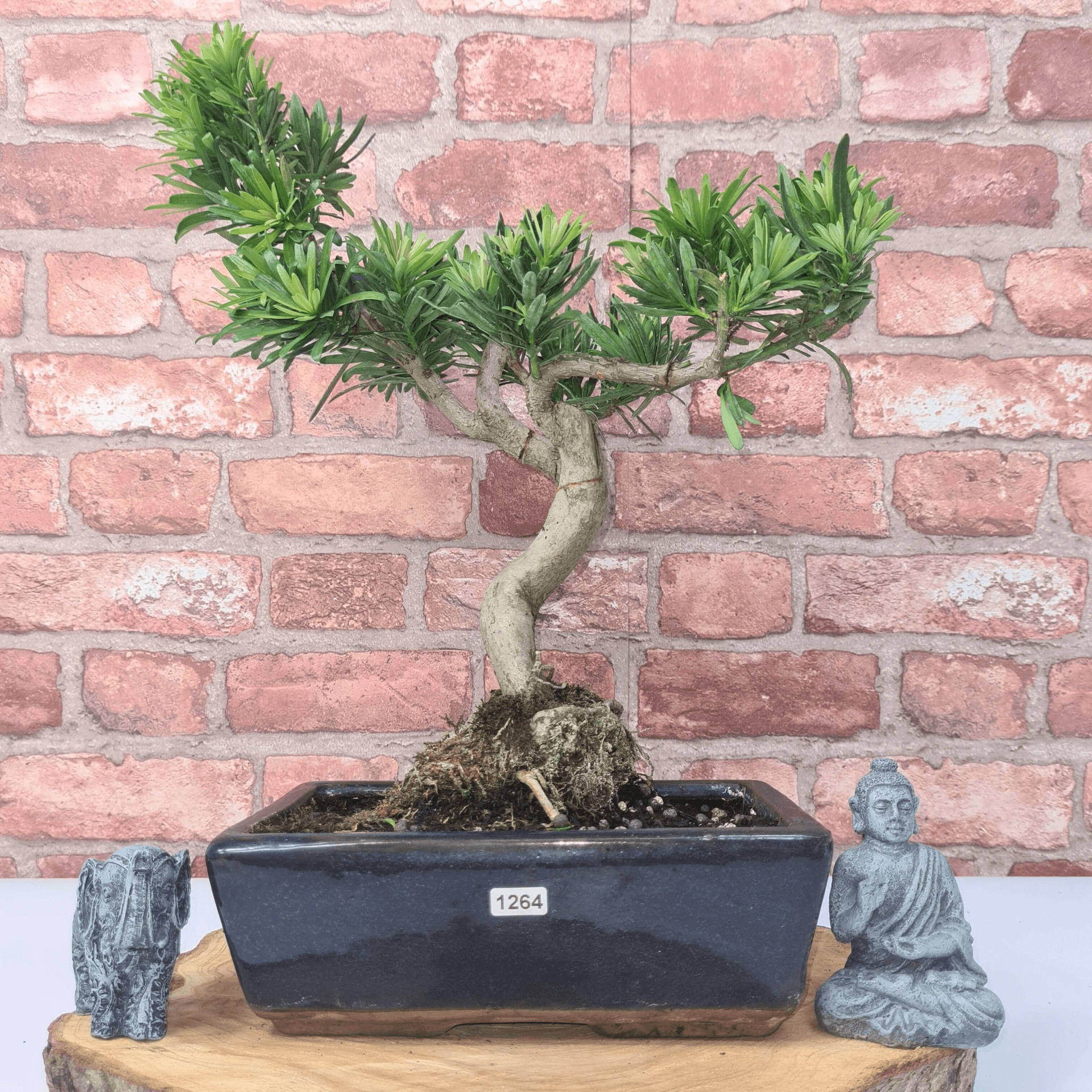 Serene Buddhist Pine Bonsai Tree - 25cm Glazed Pot, Elevate your décor with the serene beauty of a Buddhist Pine Bonsai Tree in a 25cm glazed pot. Ideal for home and office settings. Beginners and enthusiasts.