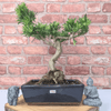 Serene Buddhist Pine Bonsai Tree - 25cm Glazed Pot, Elevate your décor with the serene beauty of a Buddhist Pine Bonsai Tree in a 25cm glazed pot. Ideal for home and office settings. Beginners and enthusiasts.