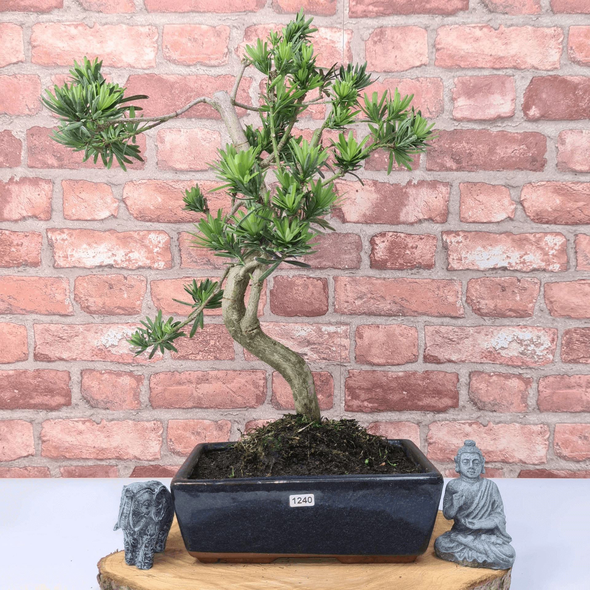 Serene Buddhist Pine Bonsai Tree - 25cm Glazed Pot, Elevate your décor with the serene beauty of a Buddhist Pine Bonsai Tree in a 25cm glazed pot. Ideal for home and office settings. Beginners and enthusiasts.