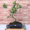 Serene Buddhist Pine Bonsai Tree - 25cm Glazed Pot, Elevate your décor with the serene beauty of a Buddhist Pine Bonsai Tree in a 25cm glazed pot. Ideal for home and office settings. Beginners and enthusiasts.