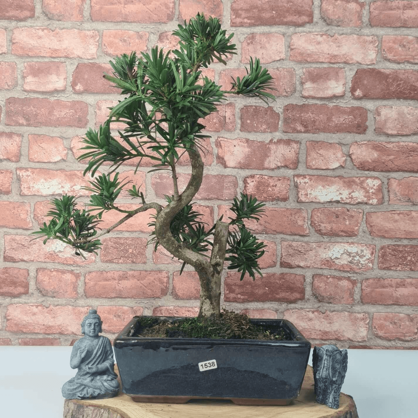 Serene Buddhist Pine Bonsai Tree - 25cm Glazed Pot, Elevate your décor with the serene beauty of a Buddhist Pine Bonsai Tree in a 25cm glazed pot. Ideal for home and office settings. Beginners and enthusiasts.