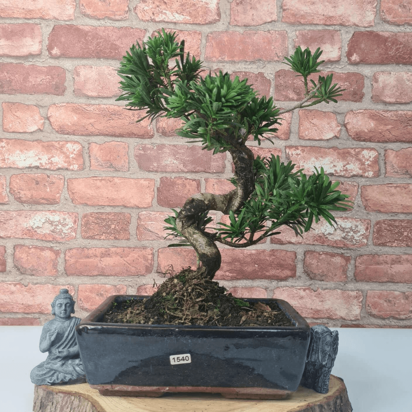 Serene Buddhist Pine Bonsai Tree - 25cm Glazed Pot, Elevate your décor with the serene beauty of a Buddhist Pine Bonsai Tree in a 25cm glazed pot. Ideal for home and office settings. Beginners and enthusiasts.