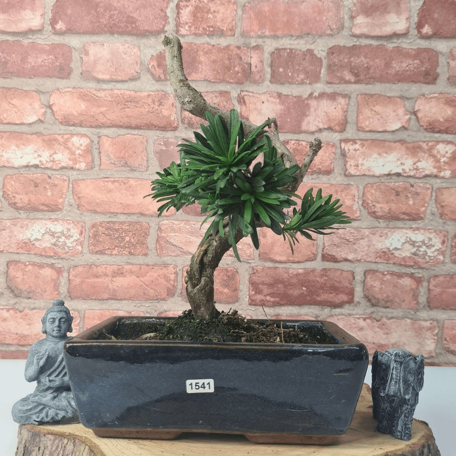 Serene Buddhist Pine Bonsai Tree - 25cm Glazed Pot, Elevate your décor with the serene beauty of a Buddhist Pine Bonsai Tree in a 25cm glazed pot. Ideal for home and office settings. Beginners and enthusiasts.