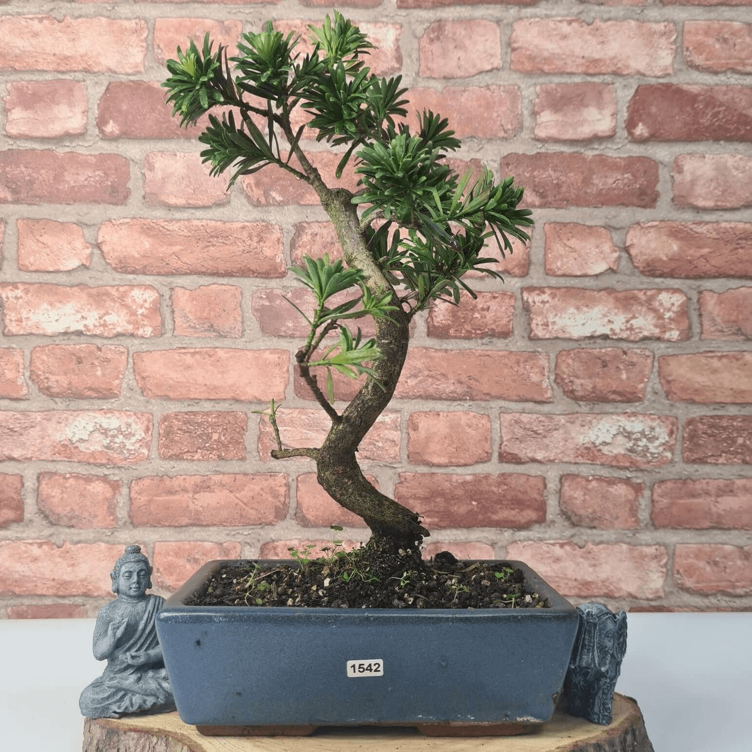 Serene Buddhist Pine Bonsai Tree - 25cm Glazed Pot, Elevate your décor with the serene beauty of a Buddhist Pine Bonsai Tree in a 25cm glazed pot. Ideal for home and office settings. Beginners and enthusiasts.