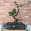 Serene Buddhist Pine Bonsai Tree - 25cm Glazed Pot, Elevate your décor with the serene beauty of a Buddhist Pine Bonsai Tree in a 25cm glazed pot. Ideal for home and office settings. Beginners and enthusiasts.