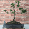 Serene Buddhist Pine Bonsai Tree - 25cm Glazed Pot, Elevate your décor with the serene beauty of a Buddhist Pine Bonsai Tree in a 25cm glazed pot. Ideal for home and office settings. Beginners and enthusiasts.