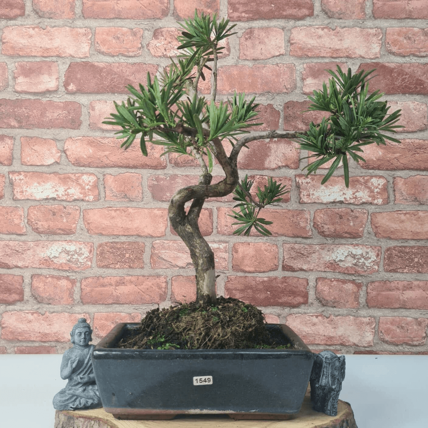 Serene Buddhist Pine Bonsai Tree - 25cm Glazed Pot, Elevate your décor with the serene beauty of a Buddhist Pine Bonsai Tree in a 25cm glazed pot. Ideal for home and office settings. Beginners and enthusiasts.