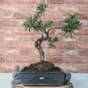 Serene Buddhist Pine Bonsai Tree - 25cm Glazed Pot, Elevate your décor with the serene beauty of a Buddhist Pine Bonsai Tree in a 25cm glazed pot. Ideal for home and office settings. Beginners and enthusiasts.