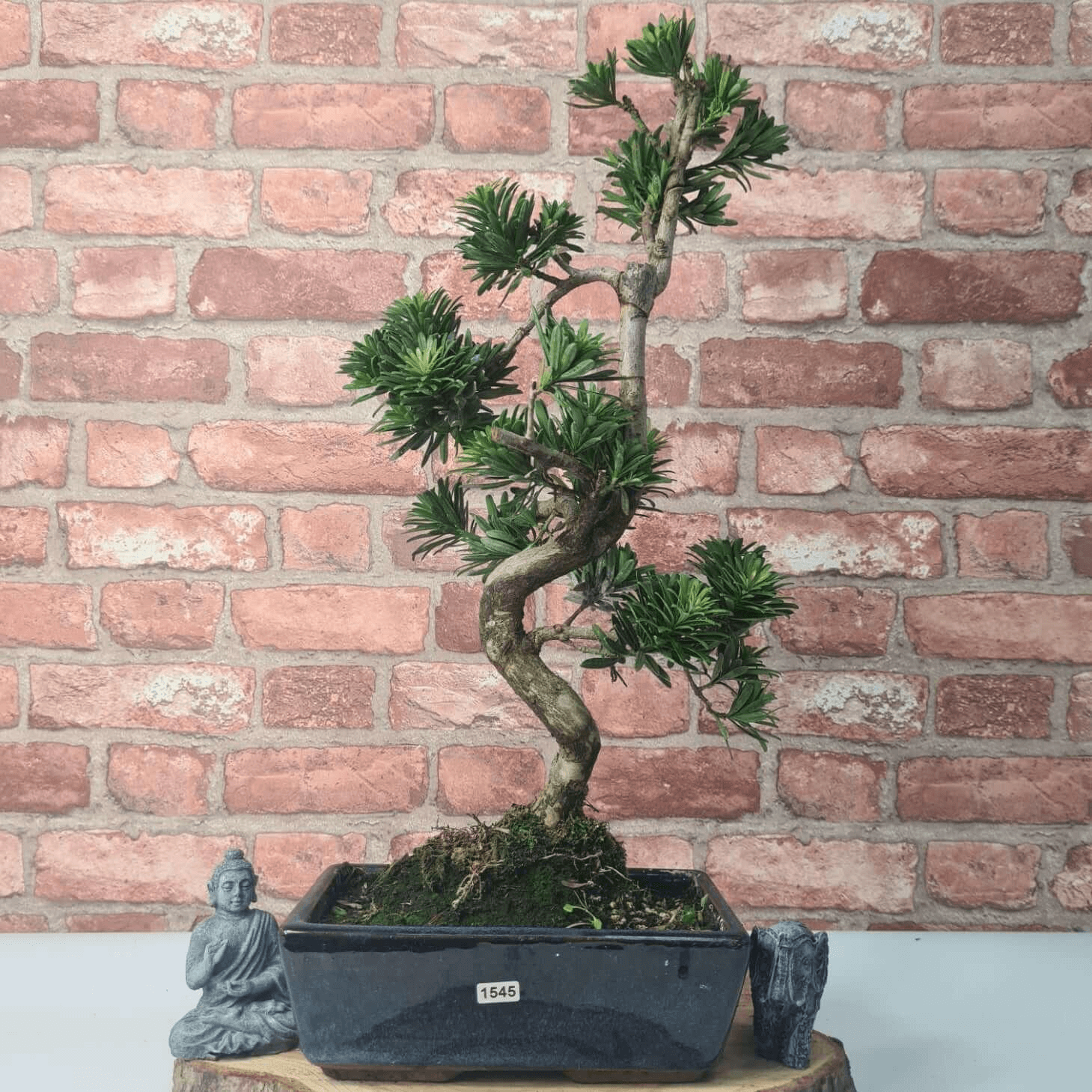 Serene Buddhist Pine Bonsai Tree - 25cm Glazed Pot, Elevate your décor with the serene beauty of a Buddhist Pine Bonsai Tree in a 25cm glazed pot. Ideal for home and office settings. Beginners and enthusiasts.