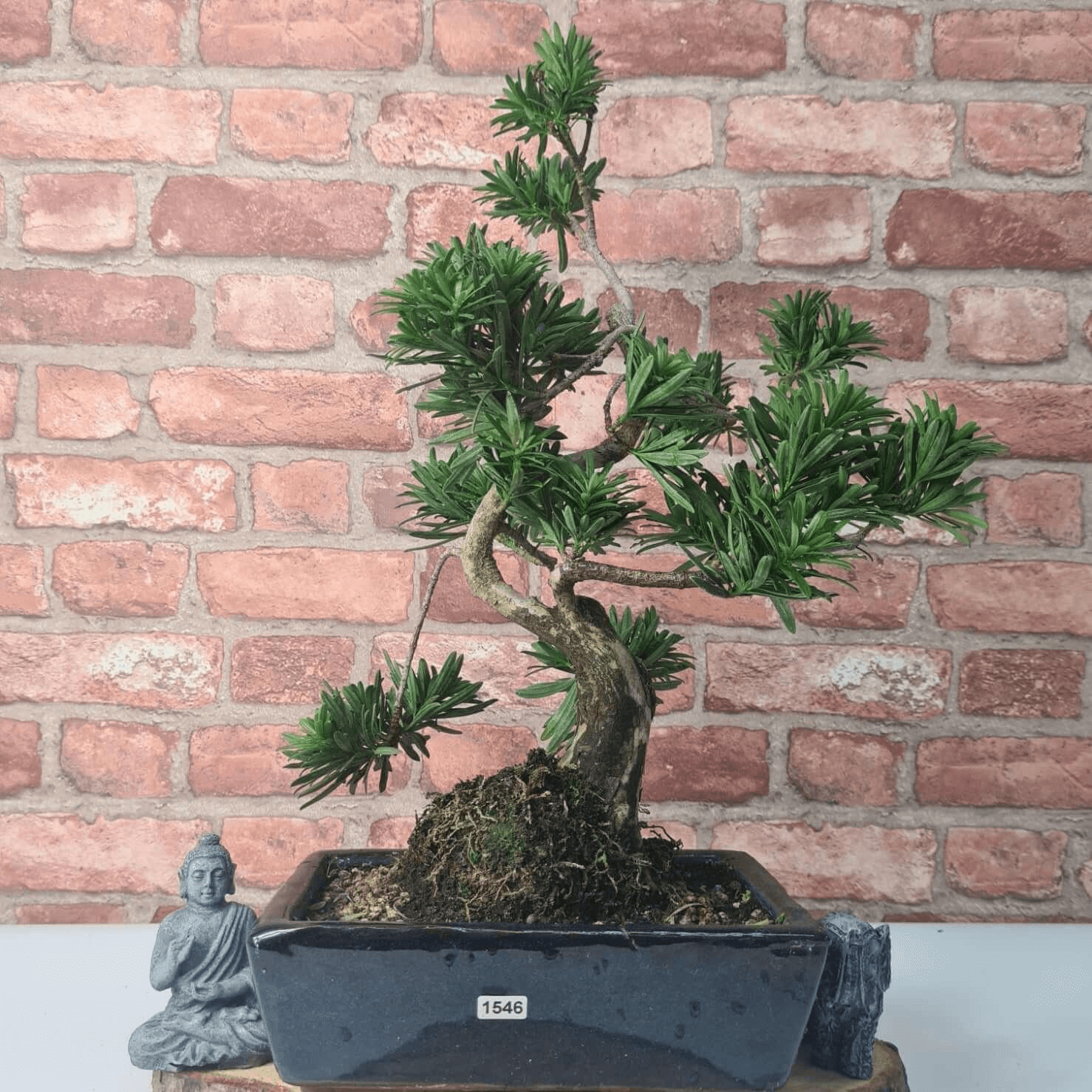 Serene Buddhist Pine Bonsai Tree - 25cm Glazed Pot, Elevate your décor with the serene beauty of a Buddhist Pine Bonsai Tree in a 25cm glazed pot. Ideal for home and office settings. Beginners and enthusiasts.