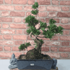 Serene Buddhist Pine Bonsai Tree - 25cm Glazed Pot, Elevate your décor with the serene beauty of a Buddhist Pine Bonsai Tree in a 25cm glazed pot. Ideal for home and office settings. Beginners and enthusiasts.