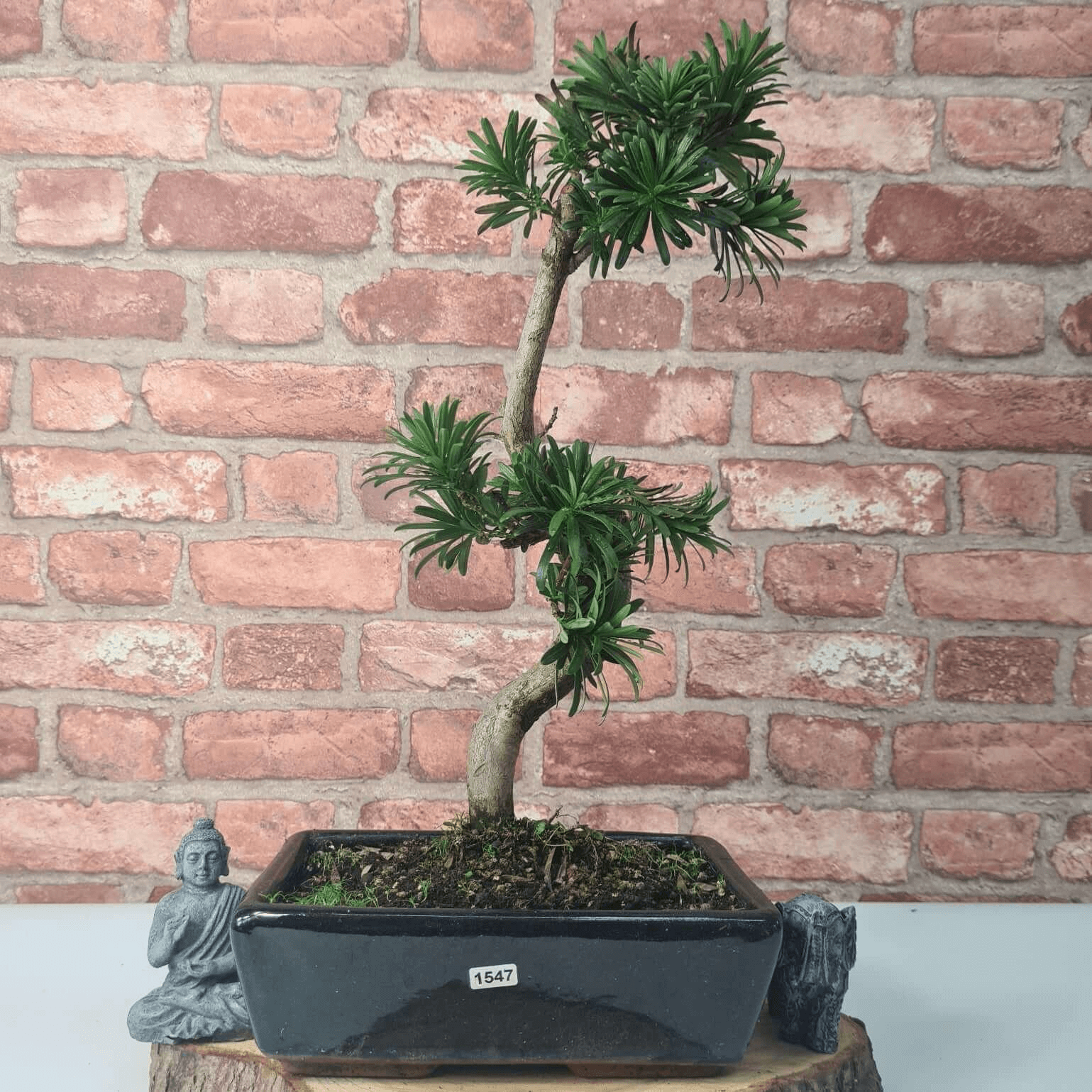 Serene Buddhist Pine Bonsai Tree - 25cm Glazed Pot, Elevate your décor with the serene beauty of a Buddhist Pine Bonsai Tree in a 25cm glazed pot. Ideal for home and office settings. Beginners and enthusiasts.