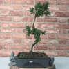 Serene Buddhist Pine Bonsai Tree - 25cm Glazed Pot, Elevate your décor with the serene beauty of a Buddhist Pine Bonsai Tree in a 25cm glazed pot. Ideal for home and office settings. Beginners and enthusiasts.