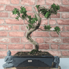 Serene Buddhist Pine Bonsai Tree - 25cm Glazed Pot, Elevate your décor with the serene beauty of a Buddhist Pine Bonsai Tree in a 25cm glazed pot. Ideal for home and office settings. Beginners and enthusiasts.