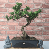 Serene Buddhist Pine Bonsai Tree - 25cm Glazed Pot, Elevate your décor with the serene beauty of a Buddhist Pine Bonsai Tree in a 25cm glazed pot. Ideal for home and office settings. Beginners and enthusiasts.