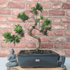 Serene Buddhist Pine Bonsai Tree - 25cm Glazed Pot, Elevate your décor with the serene beauty of a Buddhist Pine Bonsai Tree in a 25cm glazed pot. Ideal for home and office settings. Beginners and enthusiasts.