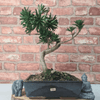 Serene Buddhist Pine Bonsai Tree - 25cm Glazed Pot, Elevate your décor with the serene beauty of a Buddhist Pine Bonsai Tree in a 25cm glazed pot. Ideal for home and office settings. Beginners and enthusiasts.