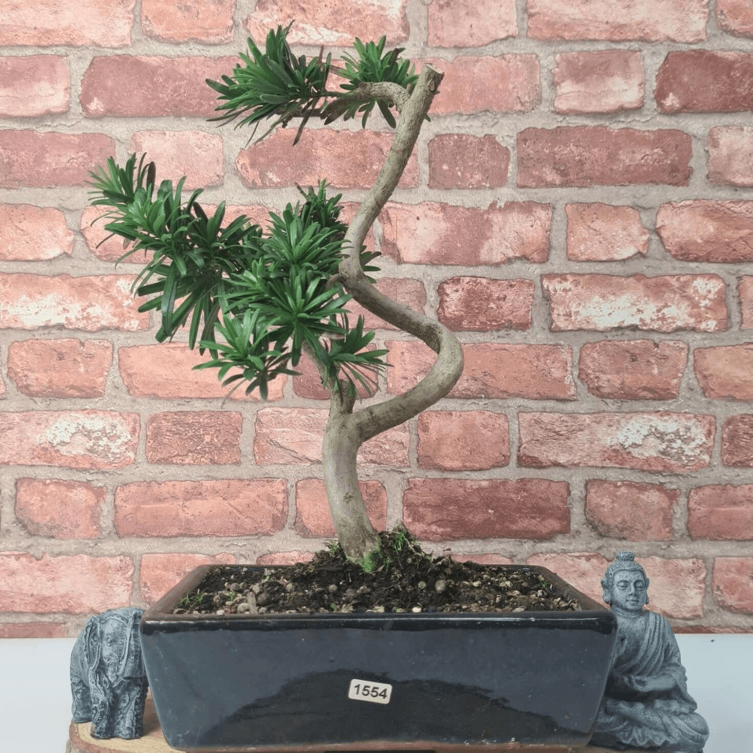 Serene Buddhist Pine Bonsai Tree - 25cm Glazed Pot, Elevate your décor with the serene beauty of a Buddhist Pine Bonsai Tree in a 25cm glazed pot. Ideal for home and office settings. Beginners and enthusiasts.