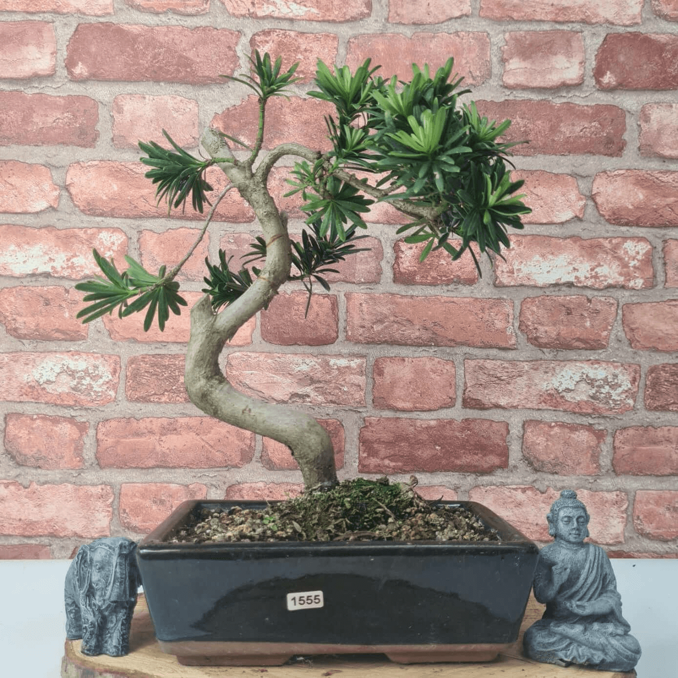 Serene Buddhist Pine Bonsai Tree - 25cm Glazed Pot, Elevate your décor with the serene beauty of a Buddhist Pine Bonsai Tree in a 25cm glazed pot. Ideal for home and office settings. Beginners and enthusiasts.