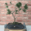 Serene Buddhist Pine Bonsai Tree - 25cm Glazed Pot, Elevate your décor with the serene beauty of a Buddhist Pine Bonsai Tree in a 25cm glazed pot. Ideal for home and office settings. Beginners and enthusiasts.