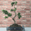 Serene Buddhist Pine Bonsai Tree - 25cm Glazed Pot, Elevate your décor with the serene beauty of a Buddhist Pine Bonsai Tree in a 25cm glazed pot. Ideal for home and office settings. Beginners and enthusiasts.